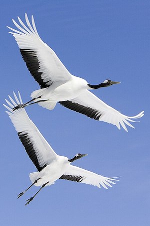 Two giant red crown cranes in Japan.