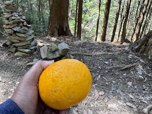 A Japanese orange gifted from a henro on the trail before my fall down the mountain side.