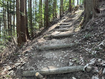 A timbered slope intended to prevent a fall down the mountain.