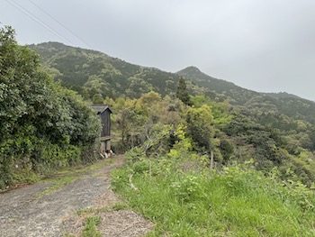 A view of the forest while climbing a mountain.