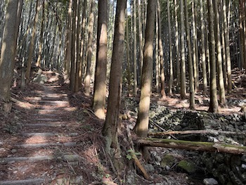 More large trees on the Shikoku mountain trail.