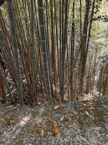 Bamboo trees on the mountain trail.