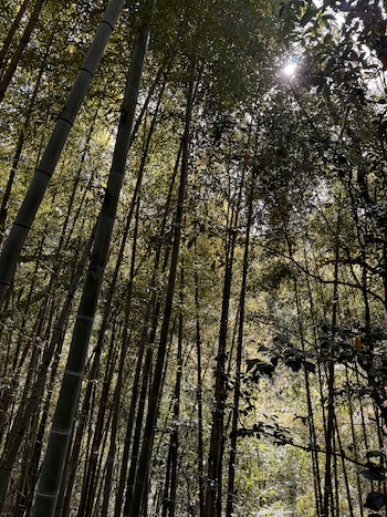 A mountain trail runs through a bamboo forest.