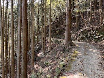 A curve in the mountain trail in a Shikoku forest.