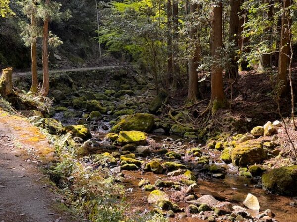 A rocky stream on the mountain trail.