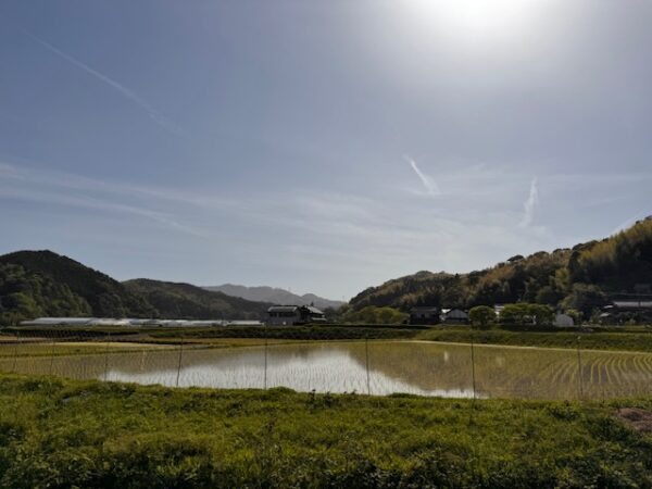 A rice field on Shikoku island.