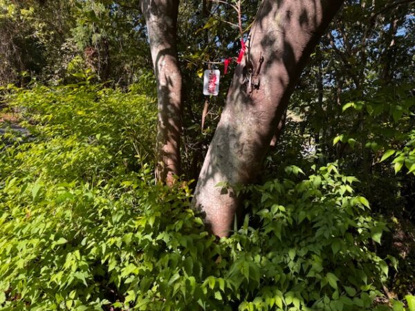 A tree at Makino garden.