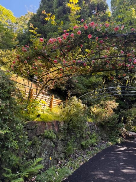 Flower trellis at Makino Garden on the way to temple 31.