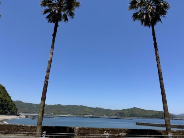 Palm trees evoke Hawaiian dreams in Kochi, Japan.