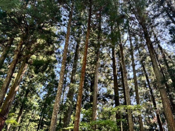 A stand of cypress trees in Ehime.