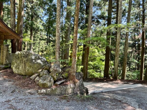 Cypress trees on the Shikoku pilgrimage in Japan.