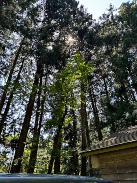 Cypress trees on temple grounds on Shikoku.