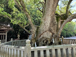 Old camphor tree at Oyamazumi Shrine.