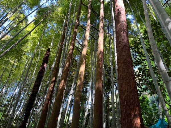 Trees and forests on the pilgrimage path.