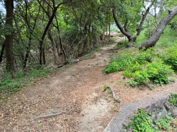 Rustic path leading to observation deck at Kotohiki Park.