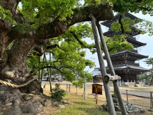 A propped up camphor tree at Zentsu-ji temple.