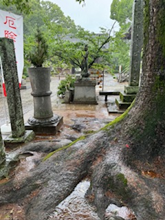 Rain soaked camphor tree roots.