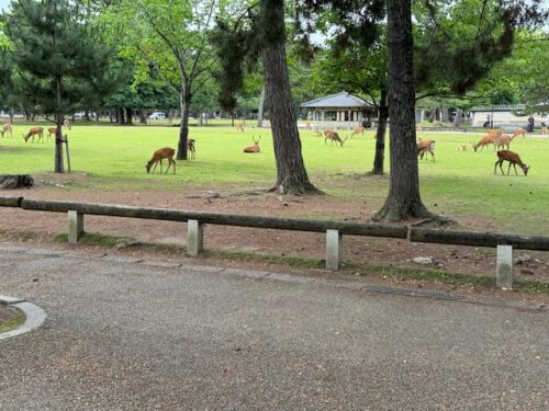 Nara deer Park.