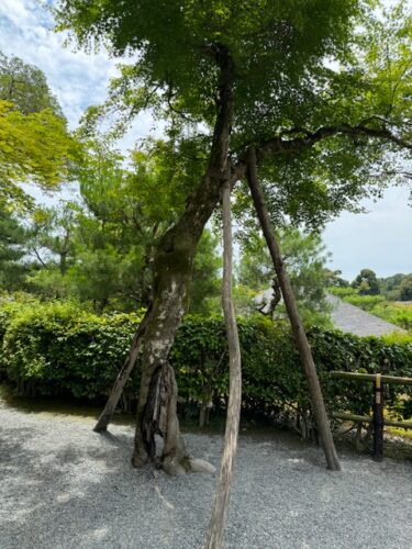 Another view on Kinkaku-ji in Kyoto, Japan with a braced tree.