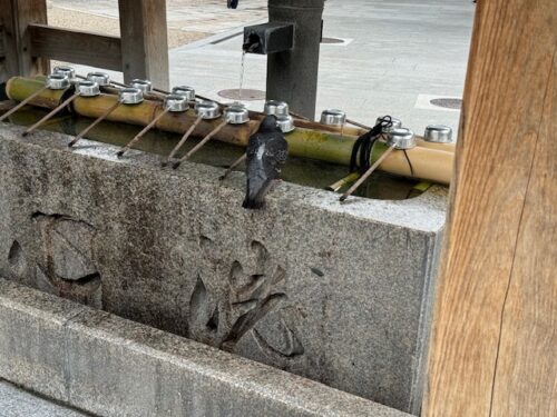 Temple fountain at Isshin-ji temple .