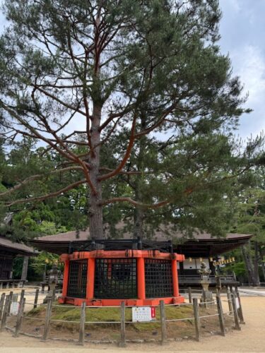 Trident pine at Garan temple complex in Koyasan, Japan.